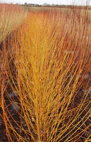 West Wales Willows